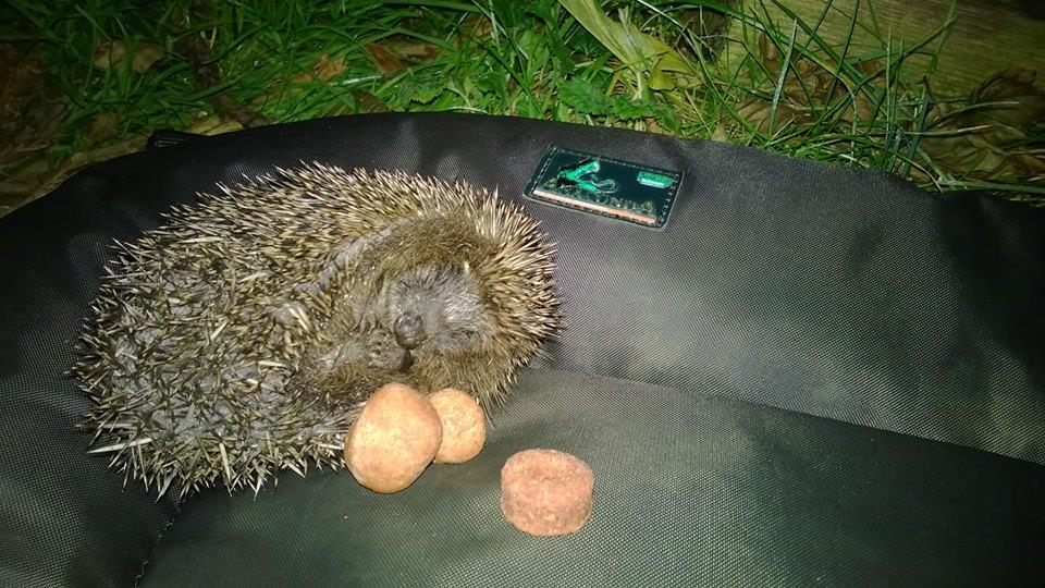 carpbook - 9997824918564342551791905252693n.jpg